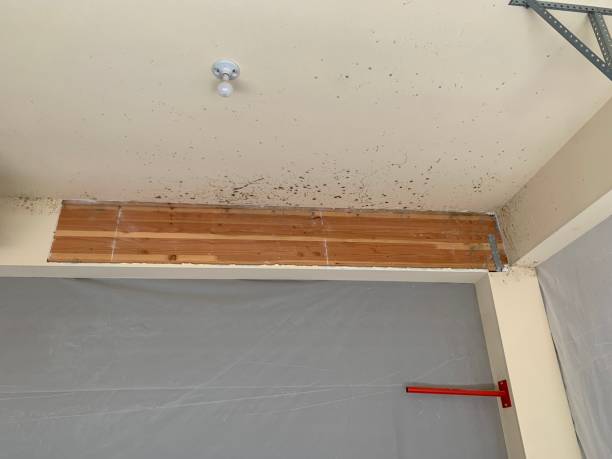 Best Mold Damage Restoration  in San Mateo, CA